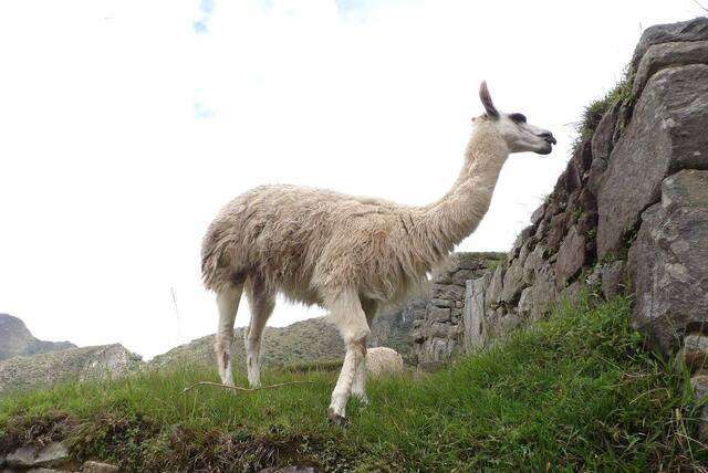 Rondreis door Peru