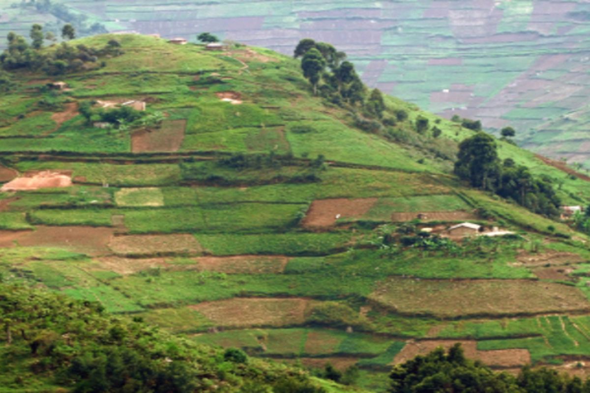 Virunga regenwoud, het leefgebied van de berggorilla's.