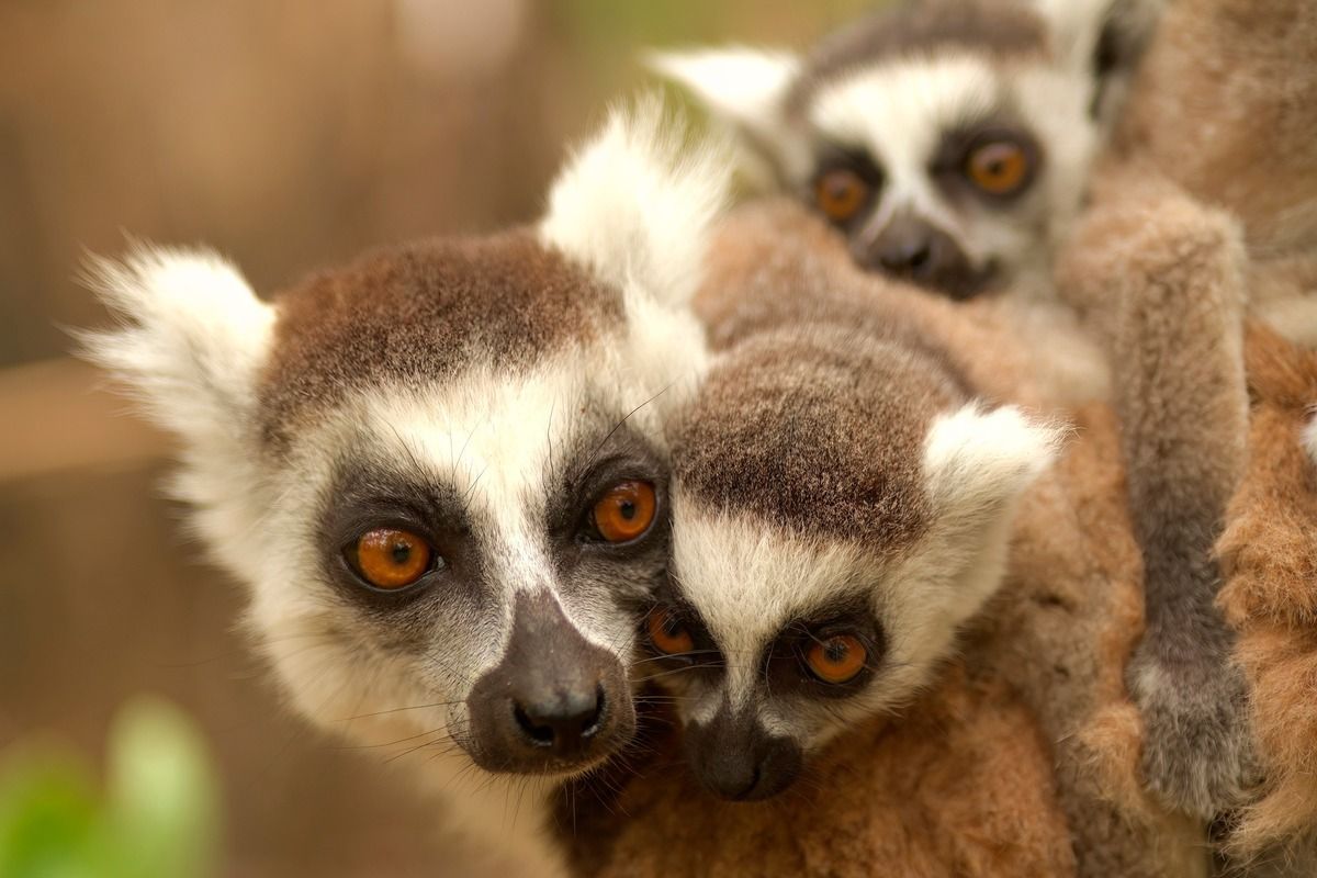 Ringstaartmaki's kom je tegen op Madagaskar