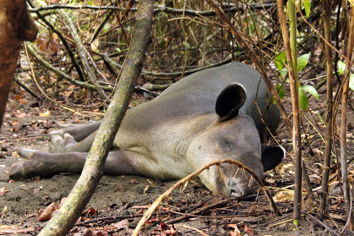 De Midden-Amerikaanse tapir