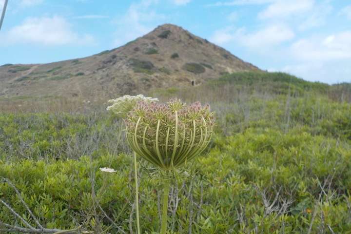 Bloemetje op Menorca