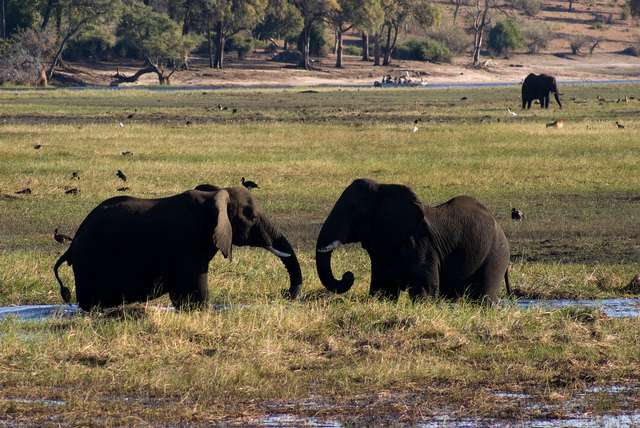 Chobe National Park Botswana