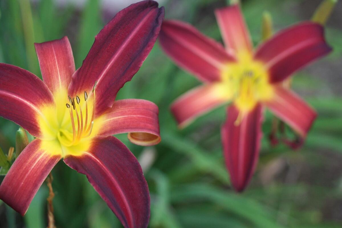 Bloemen kom je in alle kleuren, geuren en formaten tegen