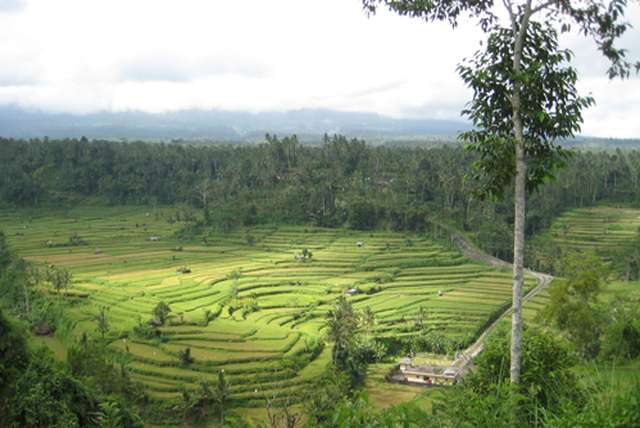 Vier vrienden op avontuur in Bali