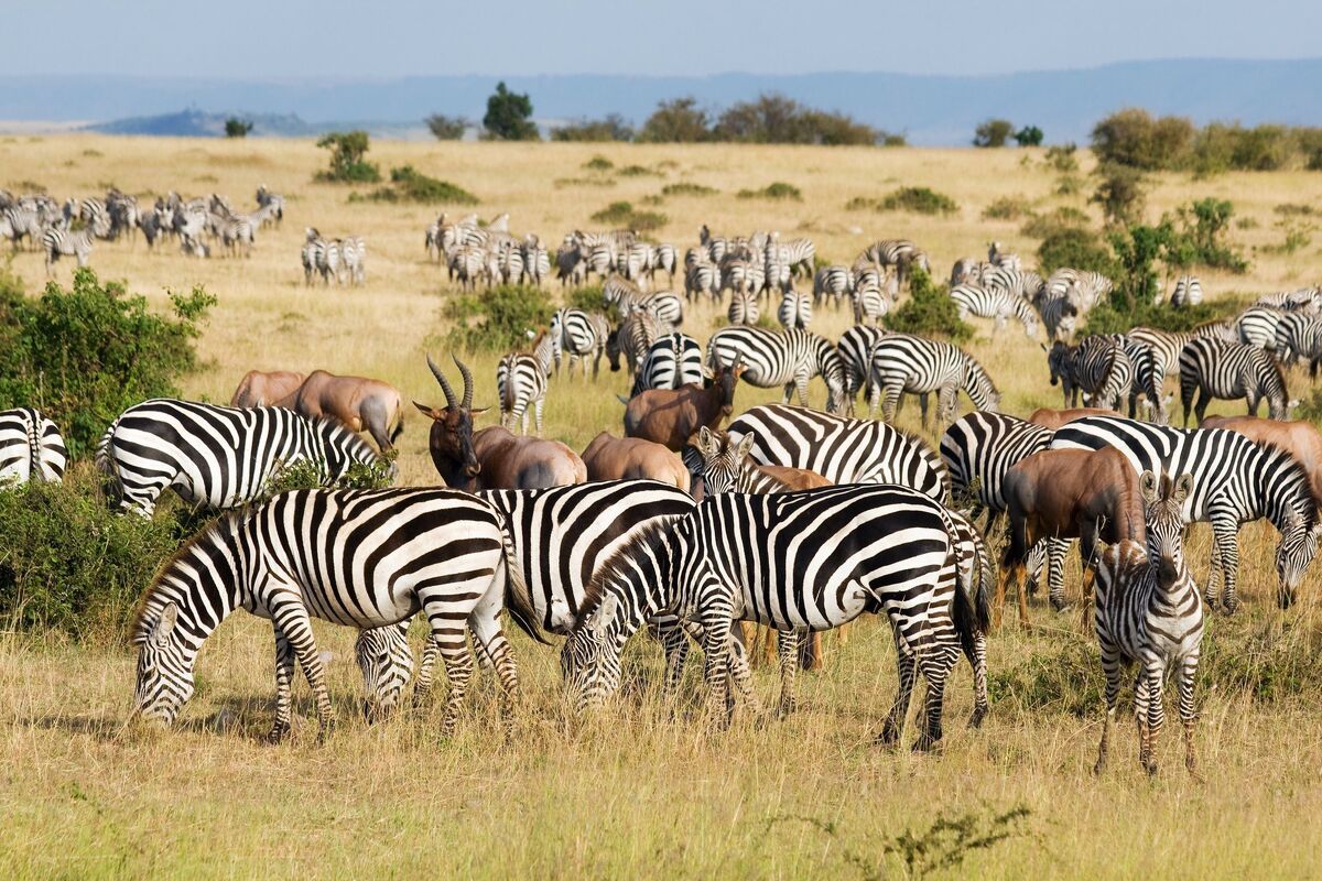 Nationaal Park Masai Mara in Kenia