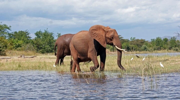 Olifant Kariba meer Zimbabwe