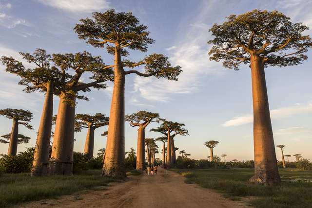 Beste reistijd Madagaskar: vliegtijd & beste maand