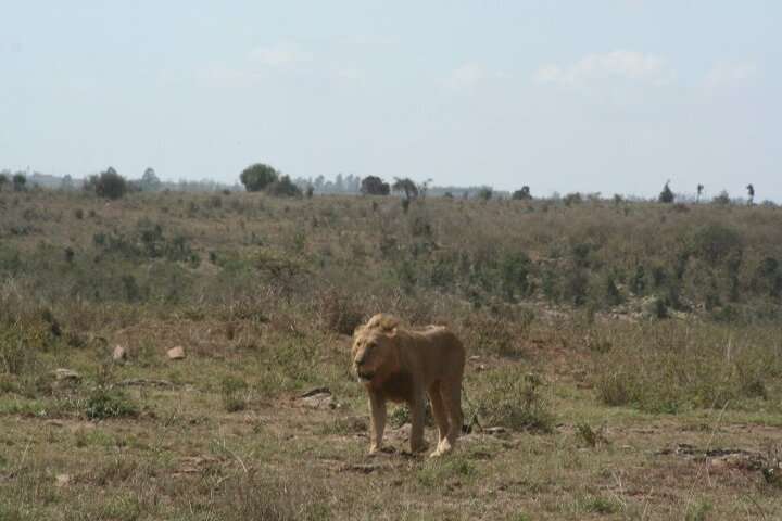 Wild dier in het nationale park van Nairobi