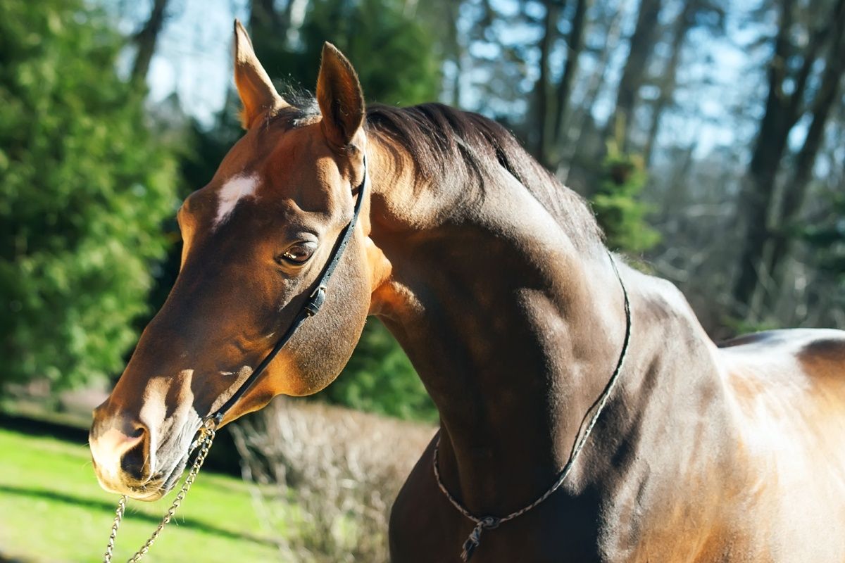 Hengst van het Ahal-Teke ras
