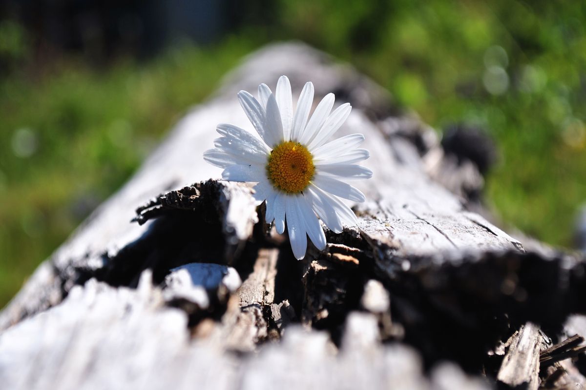 Margriet, bloem, route Denemarken