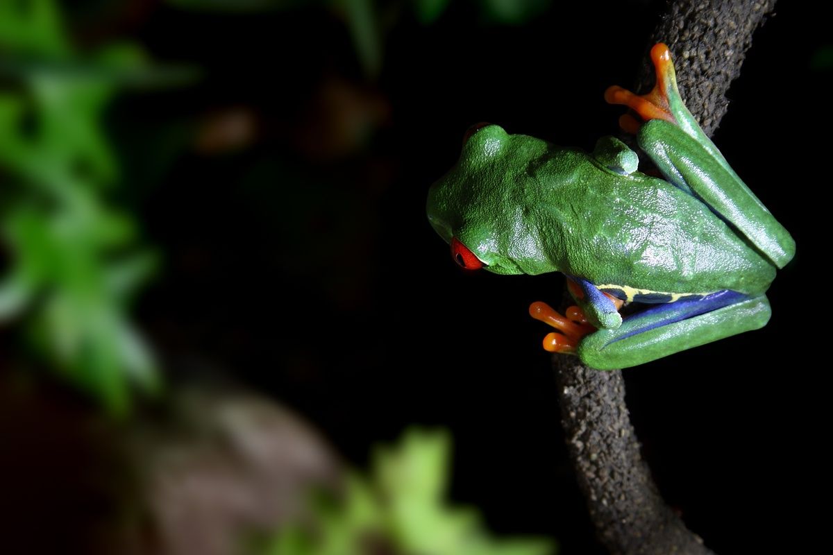 Een van de kikkers die je 's nachts kan tegenkomen