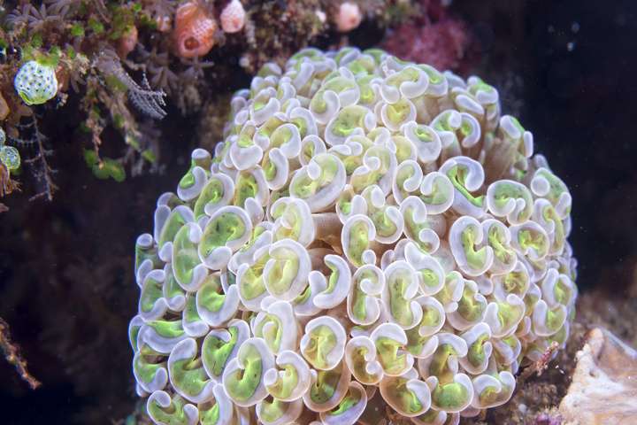 Onderwaterwereld Papoea-Nieuw-Guinea