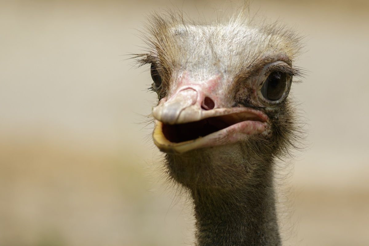 Struisvogel