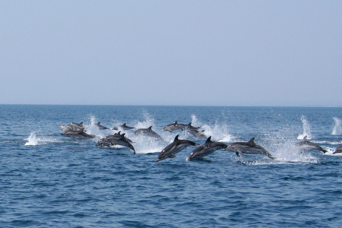 Dolfijnen spotten met Jonian Dolphin Conservation