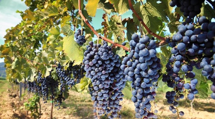 Franse druivenstruiken
