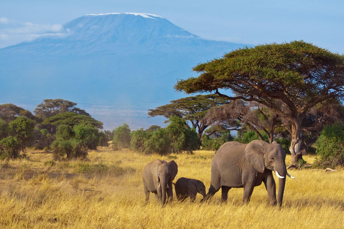 Kenia wildlife