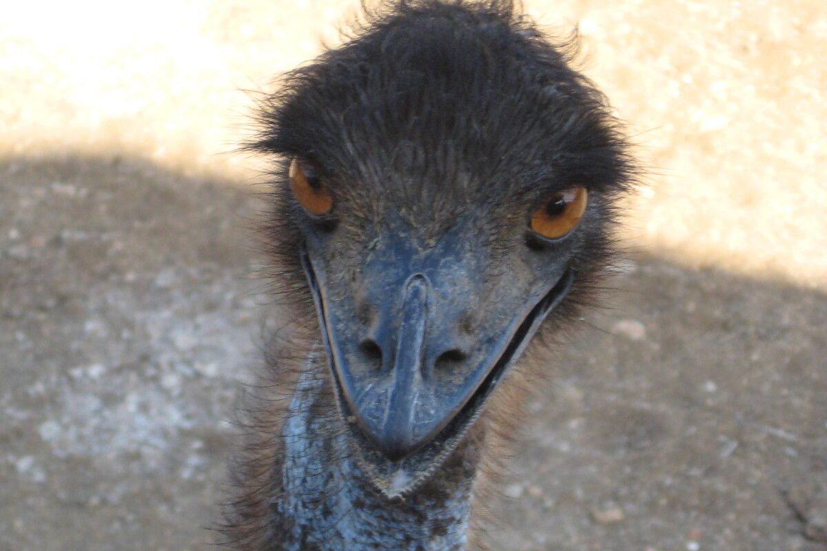 Een struisvogel