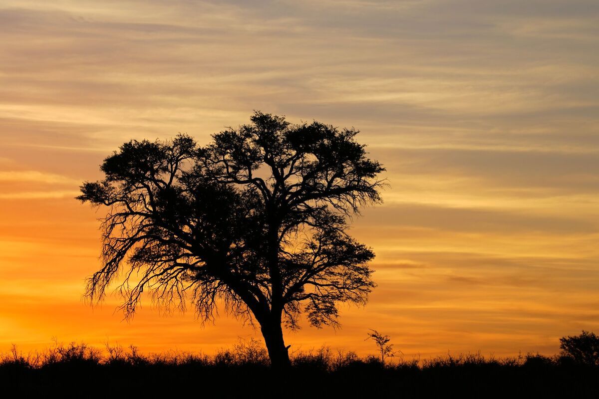 Acacia Kalahari Zuid-Afrika