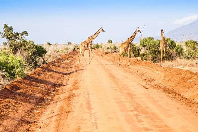 Tsavo National Park in Kenia