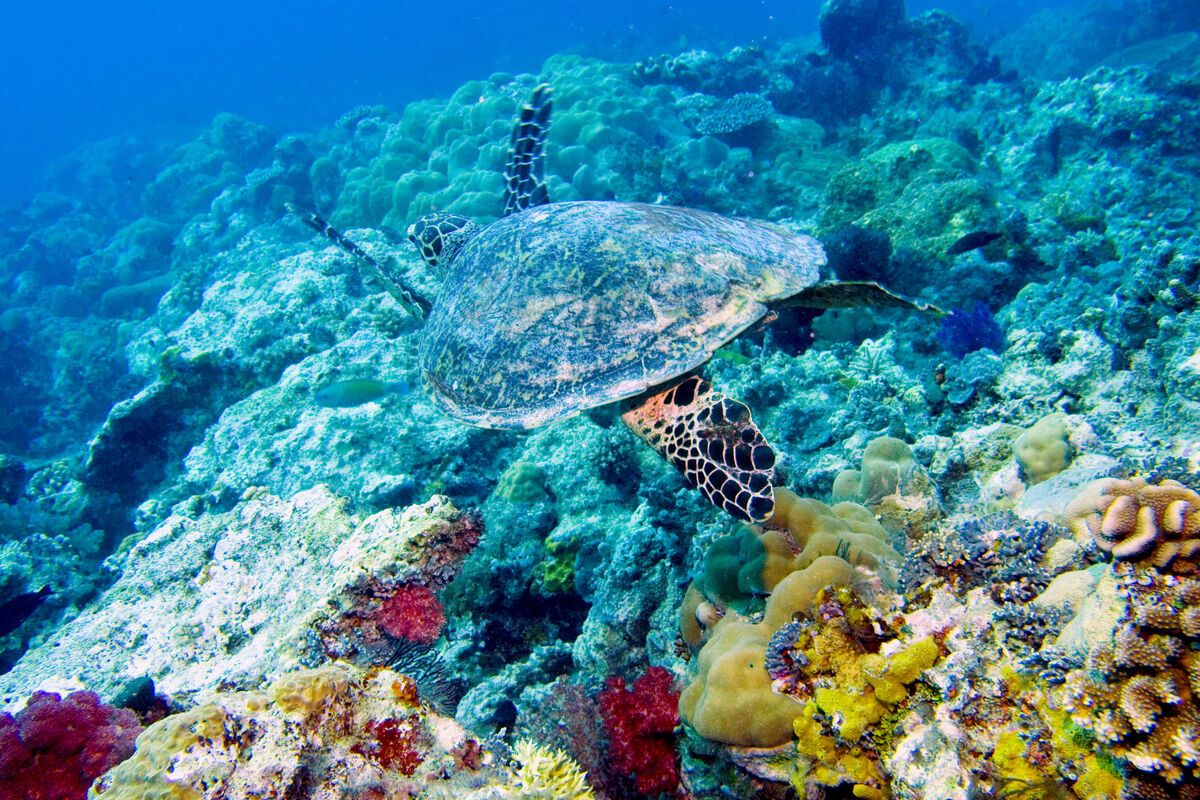 Schildpad bij Kaapverdische eilanden