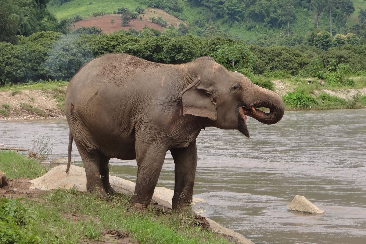 Olifant in het olifantenpark
