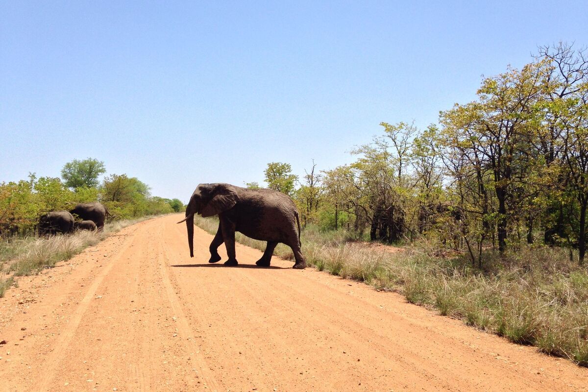 Olifant steek over Kruger park