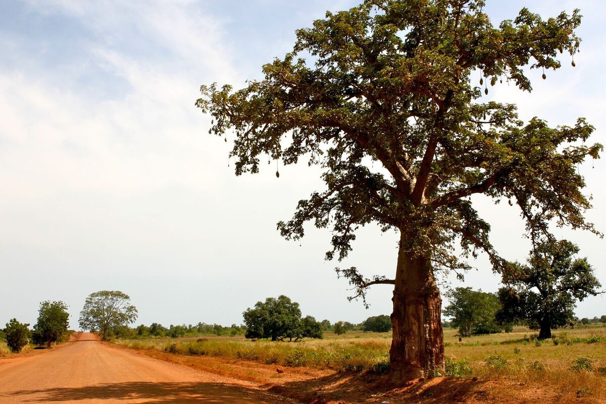 Verlaten weg in Gambia