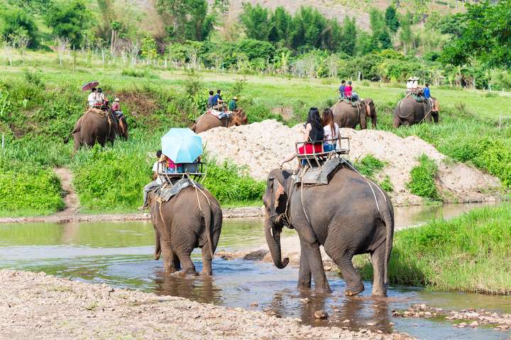 Ritjes op olifanten zijn slecht voor de rug van het beest