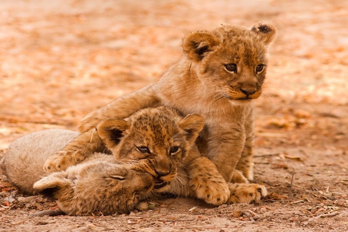 Leeuwenwelpen in Krugerpark