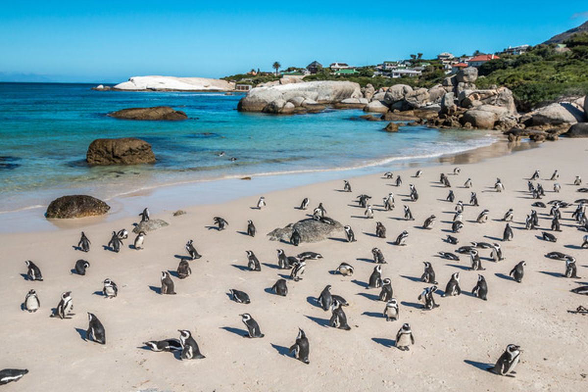 Pinguïns op Boulders Beach