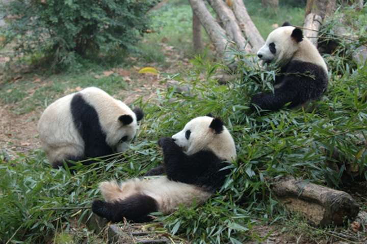 Wolong Great Panda National Park