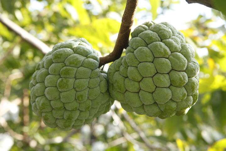 Pinha, kleine zoete vrucht