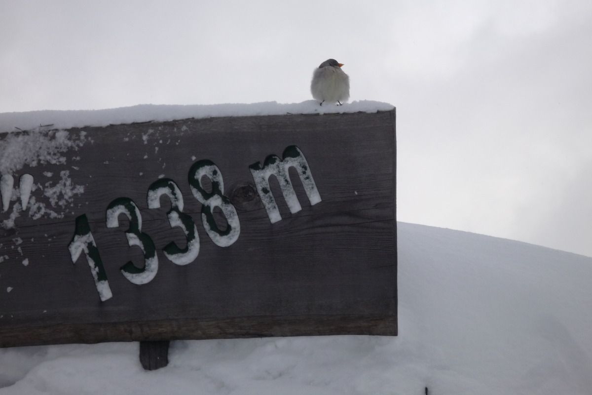Op naar de 2.000 meter in Lermoos