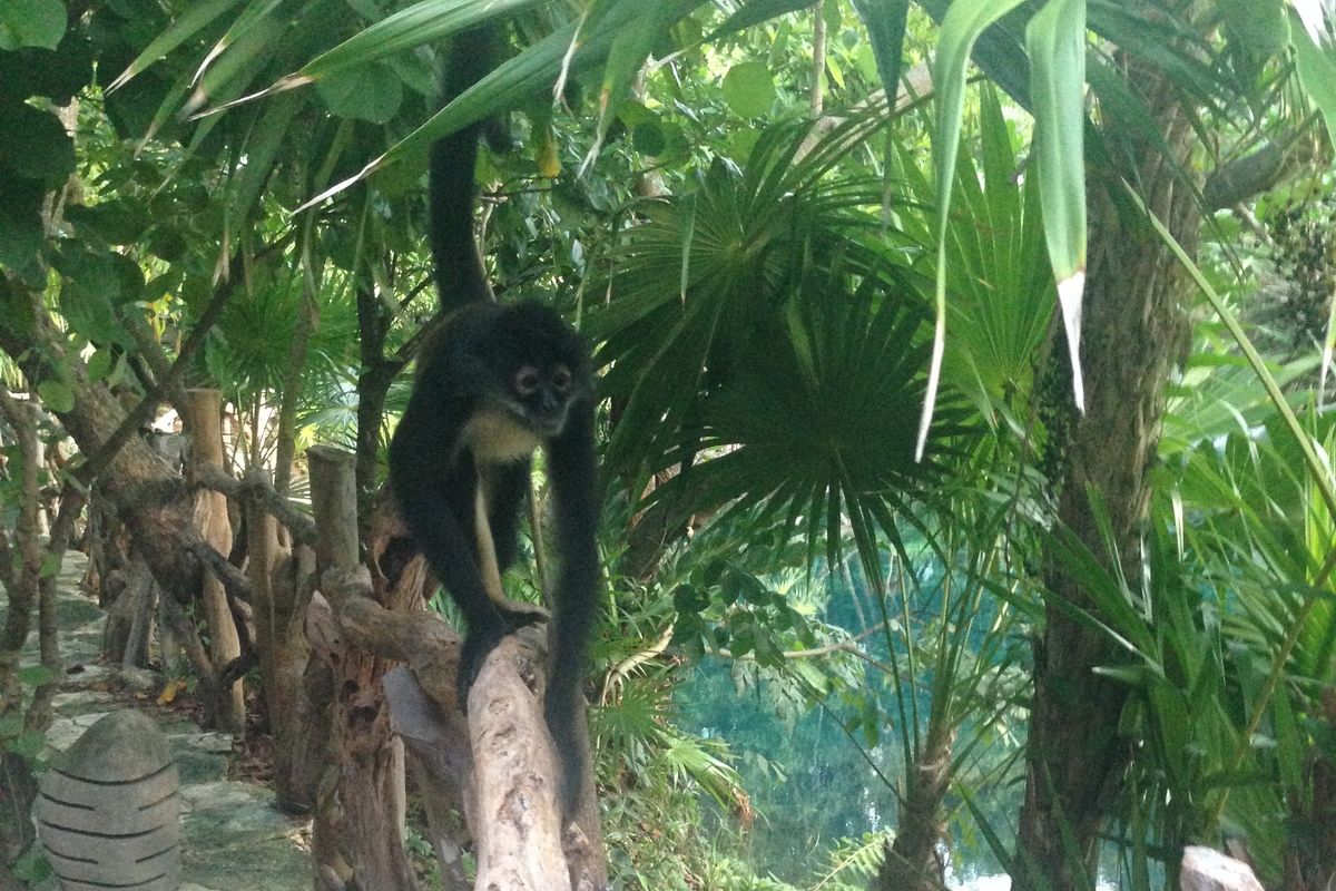 Aap in het resort