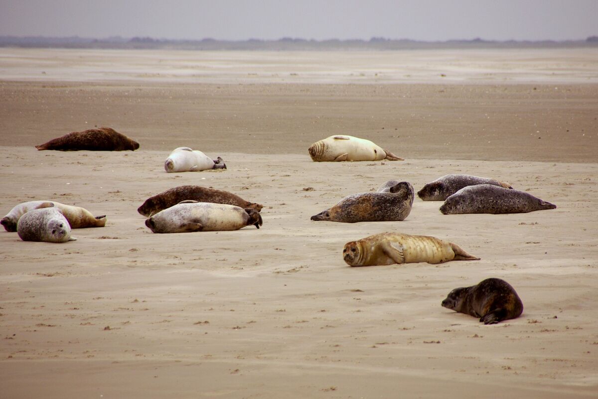 Zeehonden op een zandbank
