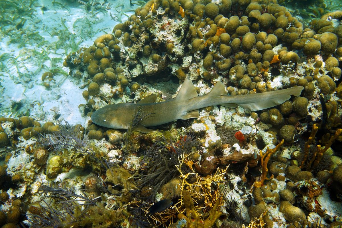 Een slapende verpleegsterhaai