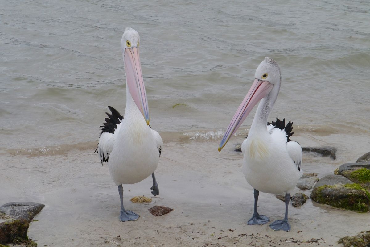 Australische pelikanen