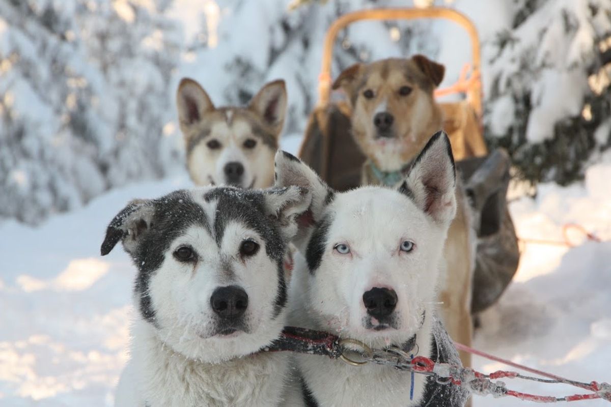 Husky&acute;s tijdens de sneeuwtocht