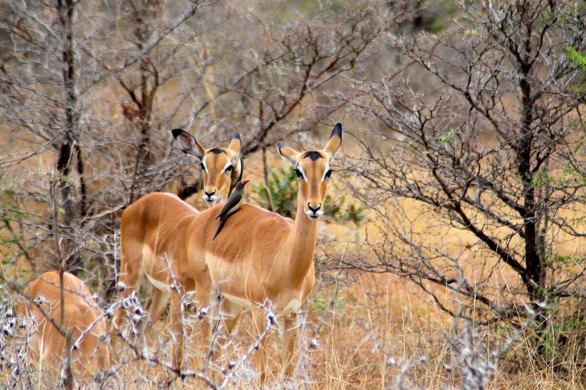 Impala's