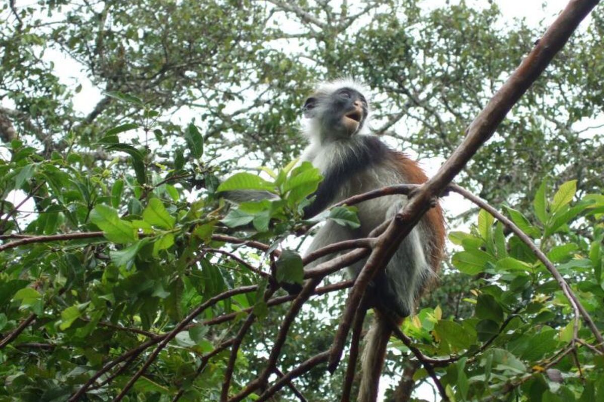 Kolobus aapjes, Stonetown, Zanzibar, Tanzania