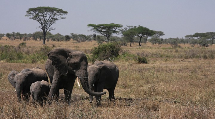 Olifanten in de Serengeti, Tanzania