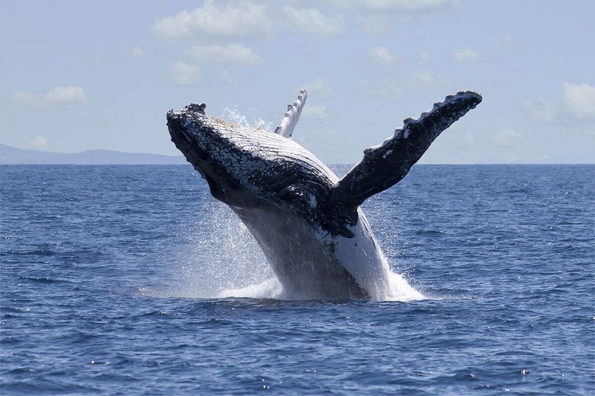Met een zodiac gingen we orka's spotten