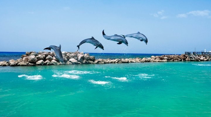 Dolphins Cove Jamaica