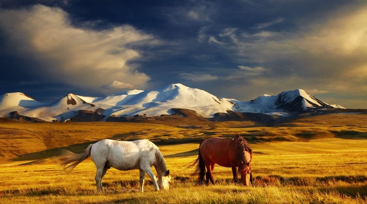 Paarden in droog landschap Mongoli