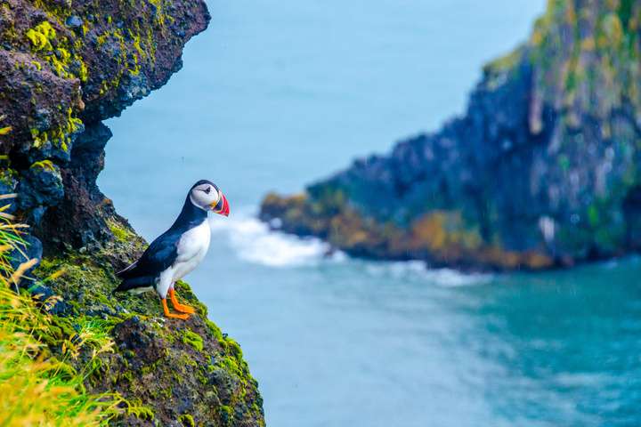 De papegaaiduiker op de rotsen