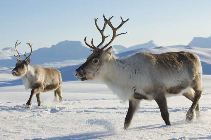 Rendieren in de wildernis bij Tromsø