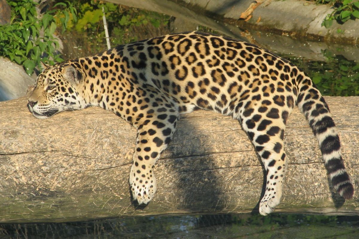 Jaguar