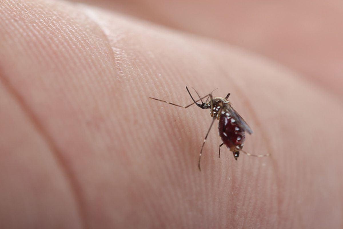 Vaak dragen muggen vreselijke ziektes met zich mee