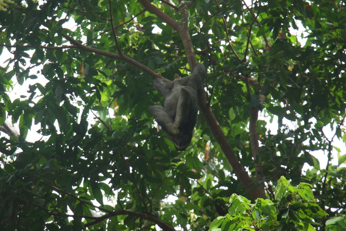 Een luiaard in de boom