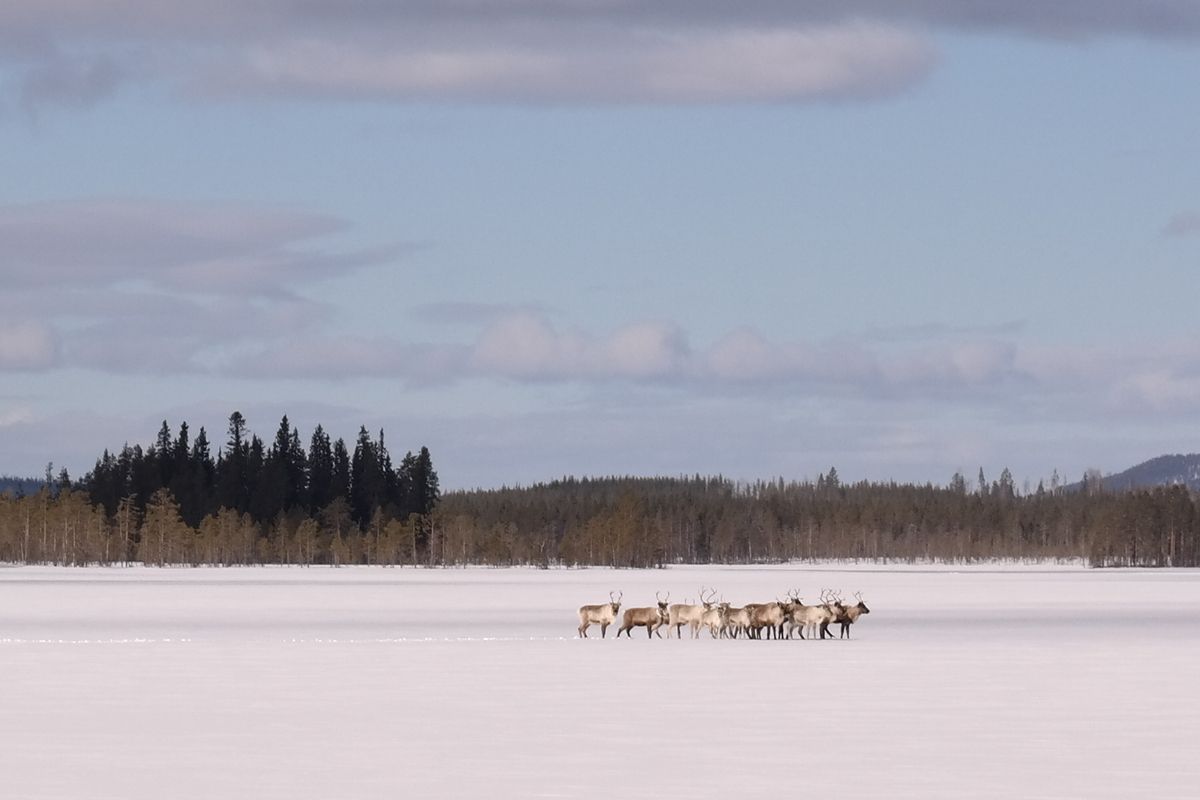 Rendieren in Zweeds Lapland